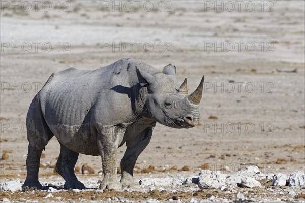 Black rhinoceros