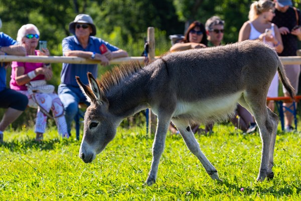 Donkey foal