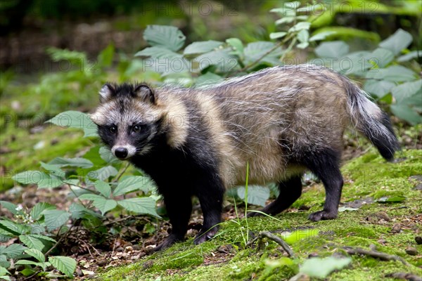 Raccoon dog