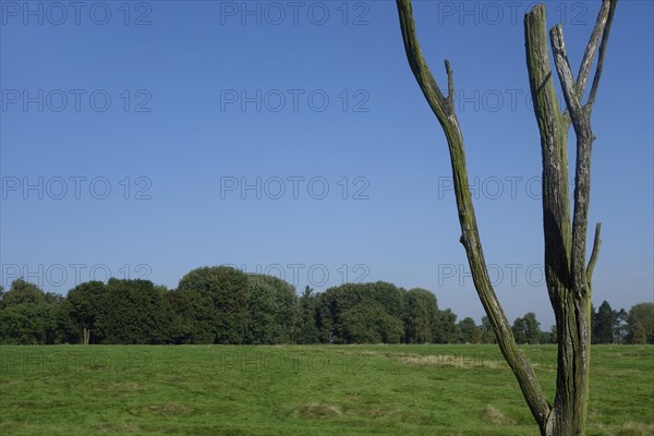 Danger tree