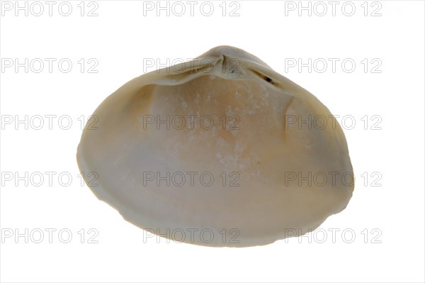 Atlantic surf clam