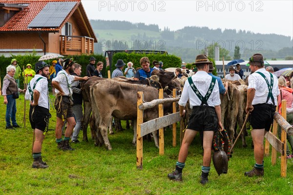 Alpine herdsmen on the pasture