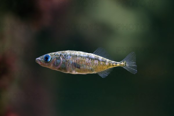 Three-spined stickleback