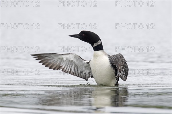 Common loon