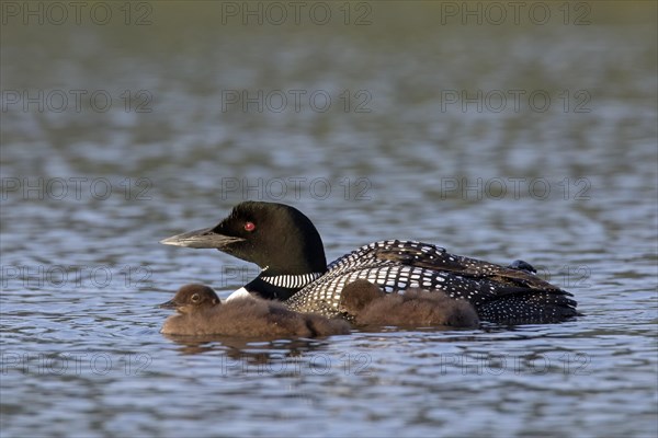 Common loon