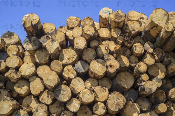 Deforestation by logging industry showing huge wood pile of tree trunks