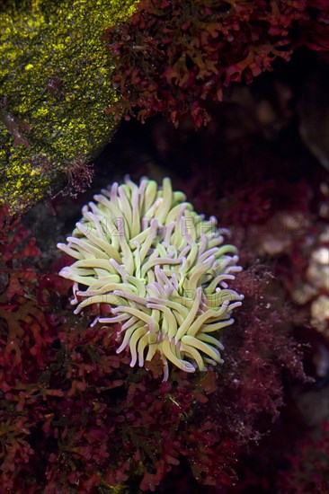 Beadlet anemone