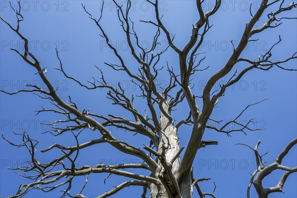 Branches of dead sweet chestnut tree