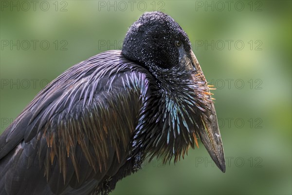 African openbill