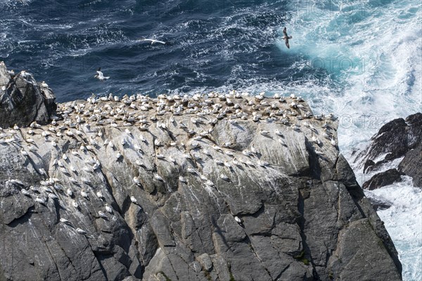 Northern gannets