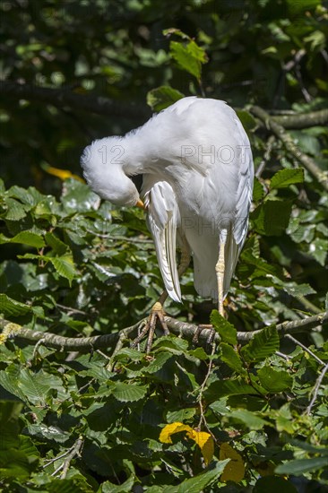 Cattle egret