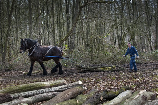 Forester dragging tree-trunk from dense forest with Belgian Draft horse