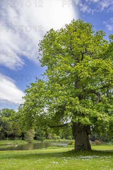 Sweet chestnut