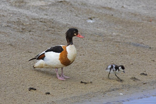 Common shelduck