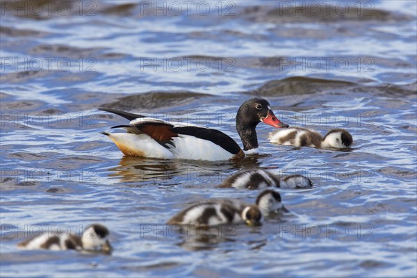 Common shelduck