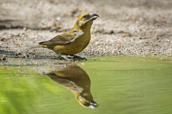 Red crossbill