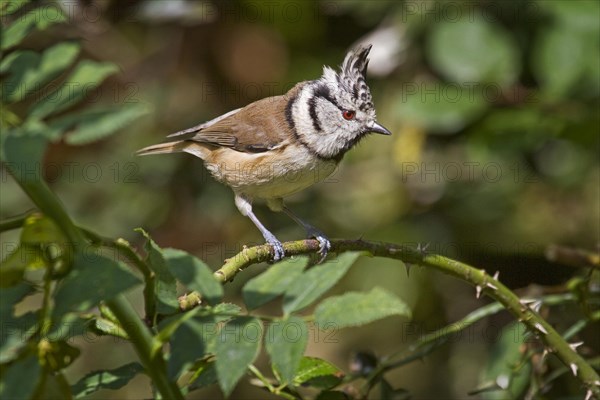 European Crested tit