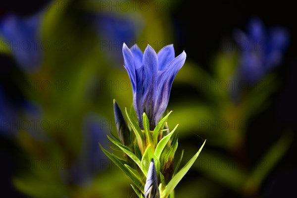 Flowering gentian