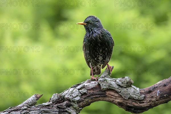 Common Starling