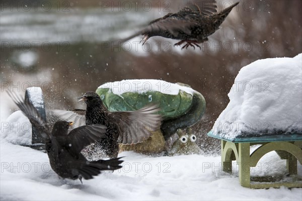 Common Starlings