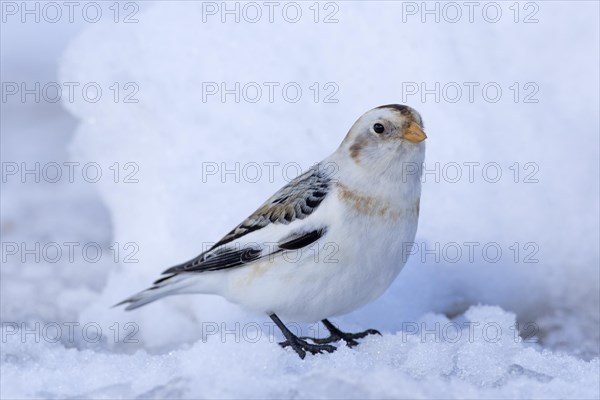 Snow bunting