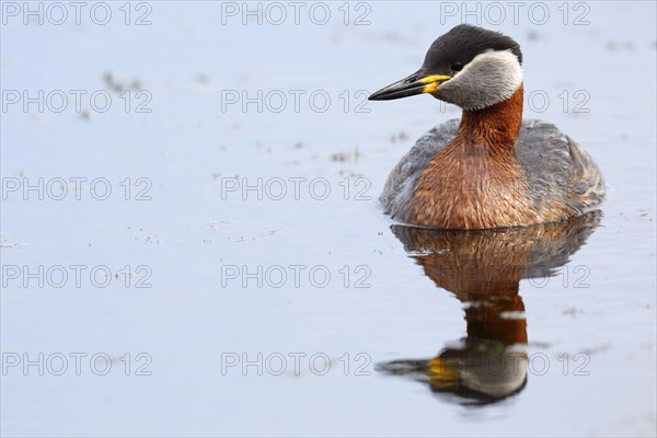 Red-necked grebe