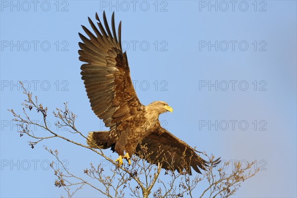 White-tailed eagle