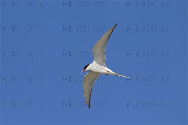 Arctic Tern