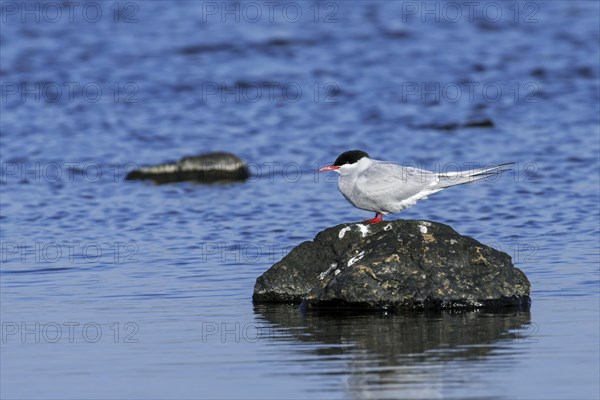 Arctic tern