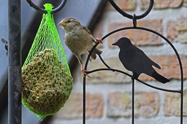 House Sparrow