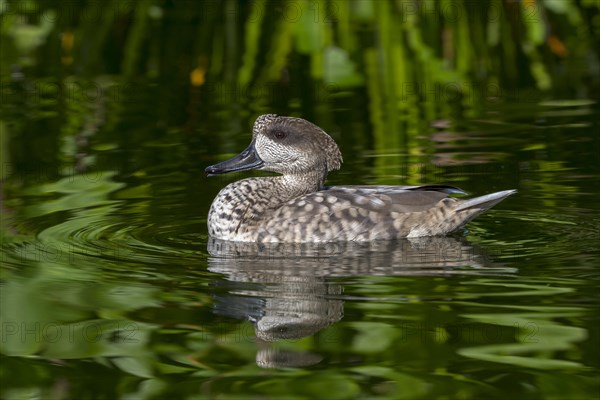 Marbled duck