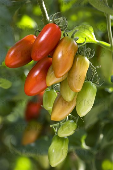 Red tomatoes