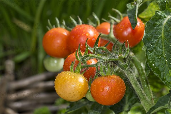 Close-up of ripe and unripe cherry tomatoes in kitchen garden