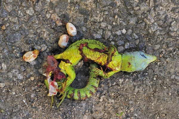 Western Green Lizard