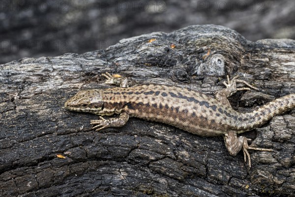 Common wall lizard