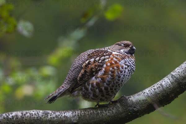 Hazel grouse