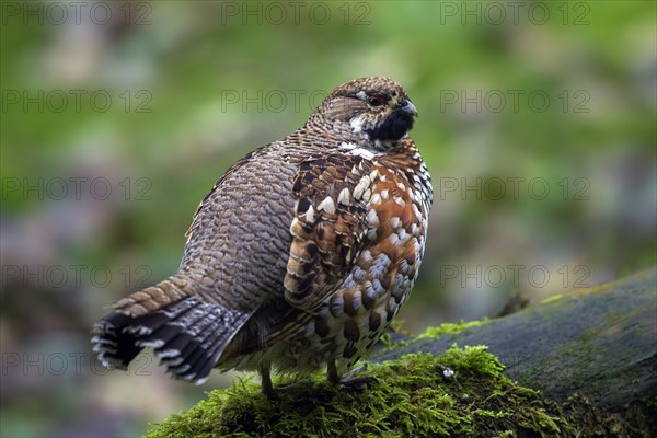 Hazel grouse