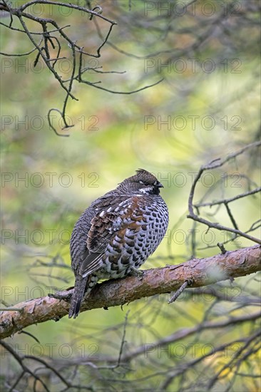 Hazel grouse