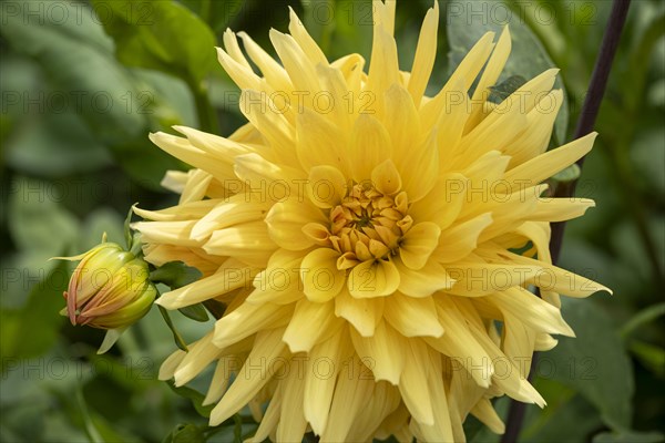 Dahlia Lady Lapita