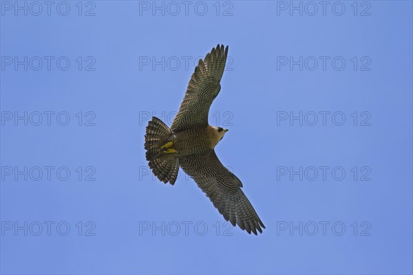 Peregrine Falcon