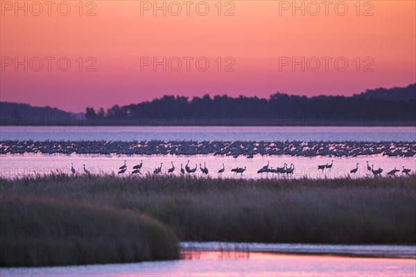 Flock of common cranes