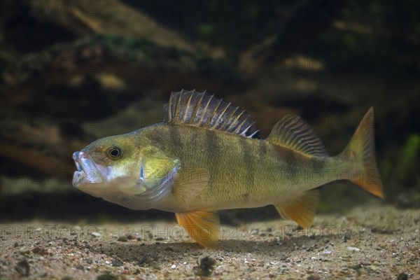 European perch