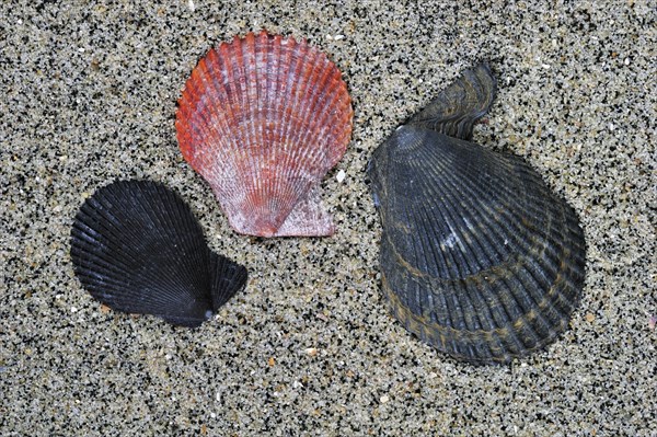 Variegated scallop