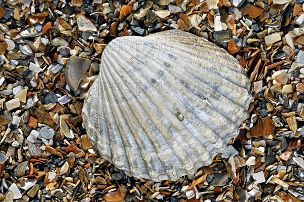 Poorly ribbed cockle