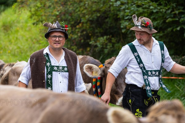 Alpine herdsmen leading Alpine cattle