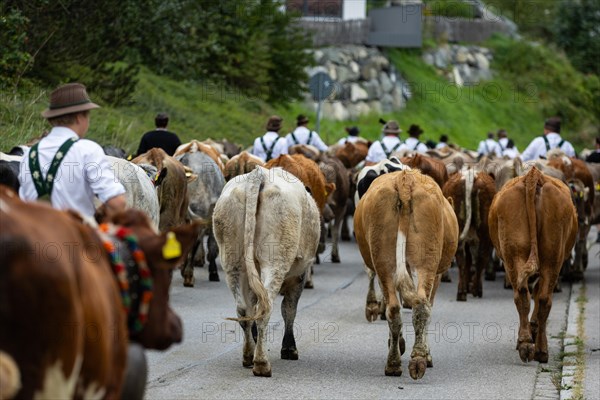 Alpine herdsmen lead cattle through the road