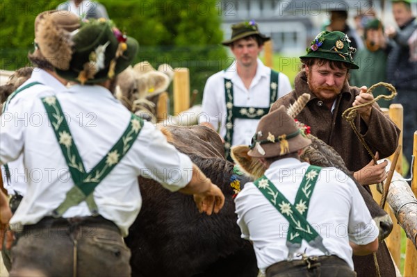 Alpine herdsmen separate Alpine cattle