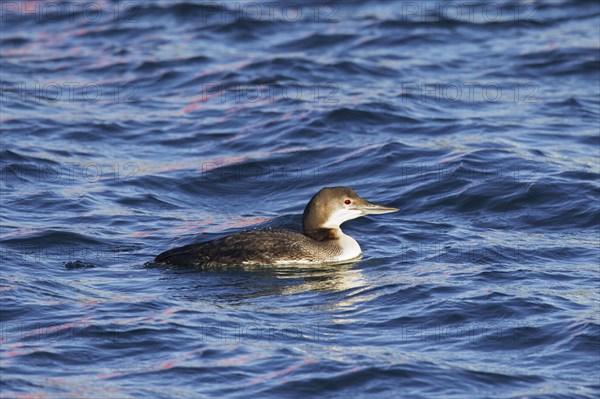 Common loon