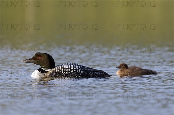 Common loon