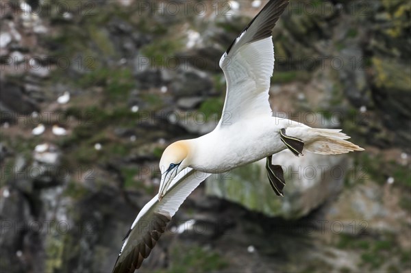 Northern gannet